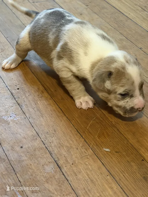 pearl  – American Pit Bull Terrier puppy for sale in East Hartford, CT