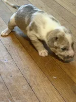 pearl , a female American Pit Bull Terrier for sale in East Hartford, CT – Photo 1 of 7