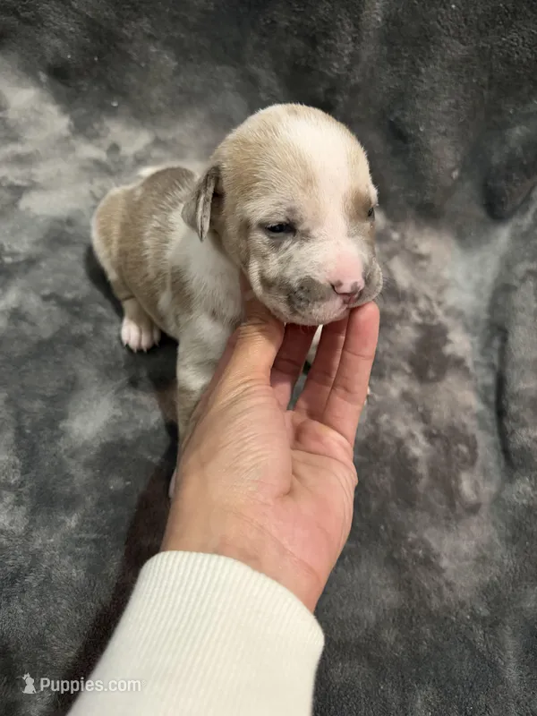 pearl  – American Pit Bull Terrier puppy for sale in East Hartford, CT