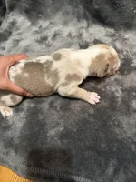 pearl , a female American Pit Bull Terrier for sale in East Hartford, CT – Photo 6 of 6