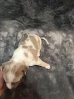 pearl , a female American Pit Bull Terrier for sale in East Hartford, CT – Photo 3 of 6