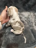 pearl , a female American Pit Bull Terrier for sale in East Hartford, CT – Photo 4 of 6