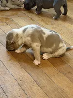 pearl , a female American Pit Bull Terrier for sale in East Hartford, CT – Photo 2 of 7