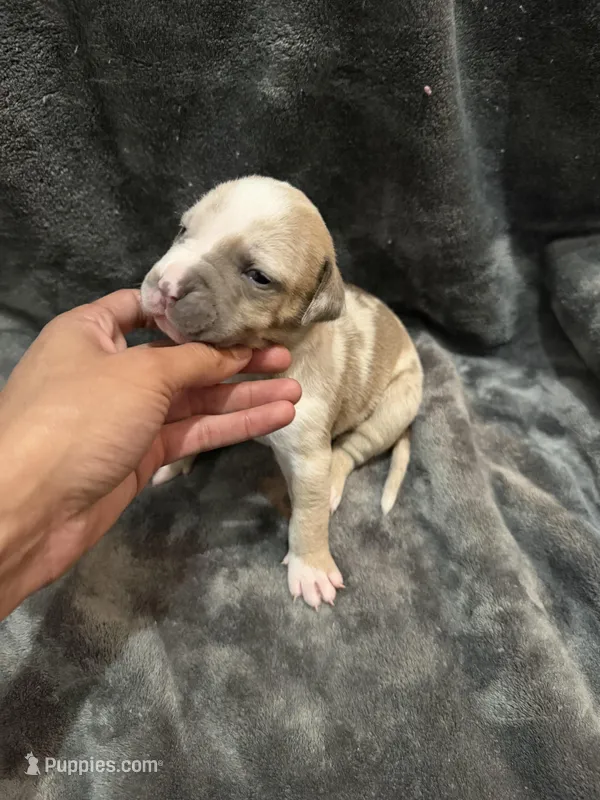 pearl  – American Pit Bull Terrier puppy for sale in East Hartford, CT
