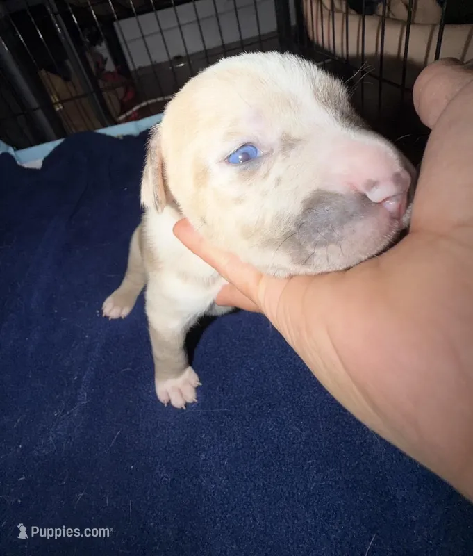 pearl  – American Pit Bull Terrier puppy for sale in East Hartford, CT