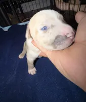 pearl , a female American Pit Bull Terrier for sale in East Hartford, CT – Photo 7 of 7