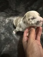 pearl , a female American Pit Bull Terrier for sale in East Hartford, CT – Photo 2 of 6