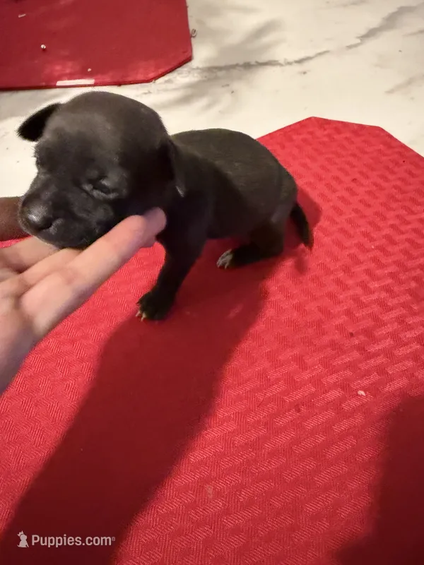 pooka – Chihuahua puppy for sale in East Hartford, CT