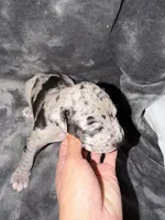 dakota, a female American Pit Bull Terrier for sale in East Hartford, CT – Photo 3 of 4