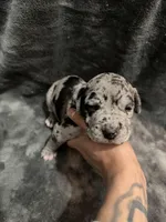 dakota, a female American Pit Bull Terrier for sale in East Hartford, CT – Photo 4 of 4