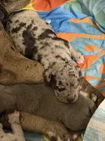 dakota, a female American Pit Bull Terrier for sale in East Hartford, CT – Photo 2 of 2