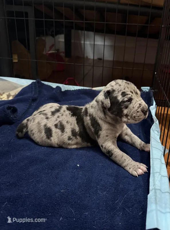 dakota – American Pit Bull Terrier puppy for sale in East Hartford, CT