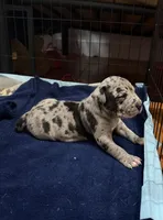 dakota, a female American Pit Bull Terrier for sale in East Hartford, CT – Photo 1 of 2