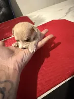 chico, a male Chihuahua for sale in East Hartford, CT – 4 of 5