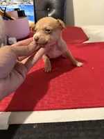 layla , a female Chihuahua for sale in East Hartford, CT – 1 of 4