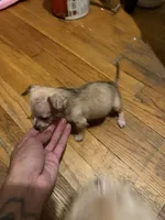 chico, a male Chihuahua for sale in East Hartford, CT – 3 of 5