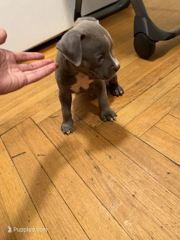 hercules  – American Pit Bull Terrier puppy for sale in East Hartford, CT