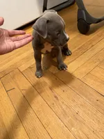 hercules , a male American Pit Bull Terrier for sale in East Hartford, CT – 1 of 2