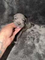 Stella , a female American Pit Bull Terrier for sale in East Hartford, CT – Photo 6 of 6