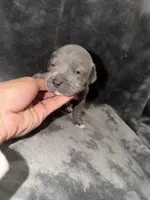 Stella , a female American Pit Bull Terrier for sale in East Hartford, CT – Photo 4 of 6