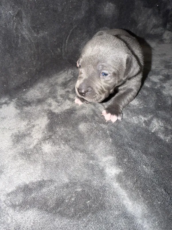 Stella  – American Pit Bull Terrier puppy for sale in East Hartford, CT