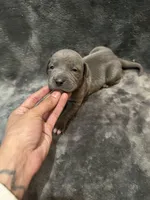 Stella , a female American Pit Bull Terrier for sale in East Hartford, CT – Photo 2 of 6