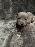 Stella , a female American Pit Bull Terrier for sale in East Hartford, CT – Photo 3 of 6