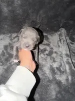 Stella , a female American Pit Bull Terrier for sale in East Hartford, CT – Photo 5 of 6