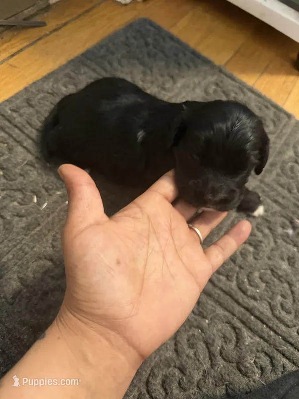 jax – Cocker Spaniel puppy for sale in East Hartford, CT