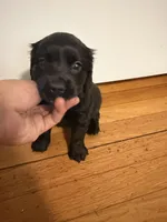 jax, a male Cocker Spaniel for sale in East Hartford, CT – 1 of 3