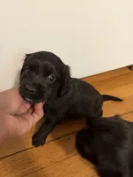 jax, a male Cocker Spaniel for sale in East Hartford, CT – 3 of 3
