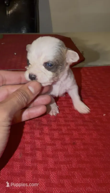 candis  – Chihuahua puppy for sale in East Hartford, CT
