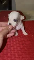 candis , a female Chihuahua for sale in East Hartford, CT – 1 of 5