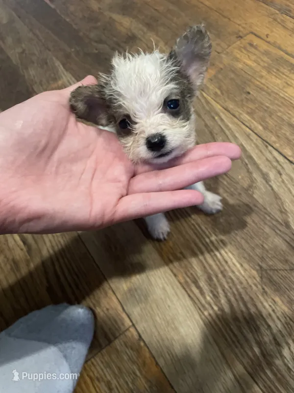candis  – Chihuahua puppy for sale in East Hartford, CT