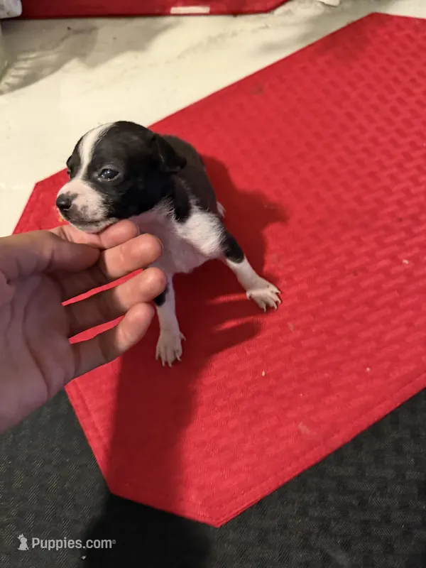 bailey  – Chihuahua puppy for sale in East Hartford, CT