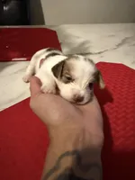 bowser , a male Chihuahua for sale in East Hartford, CT – 2 of 4