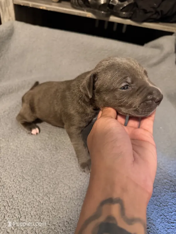 poppy – American Pit Bull Terrier puppy for sale in East Hartford, CT