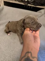 poppy, a male American Pit Bull Terrier for sale in East Hartford, CT – 1 of 4