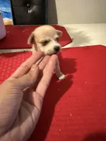 chico, a male Chihuahua for sale in East Hartford, CT – 3 of 8