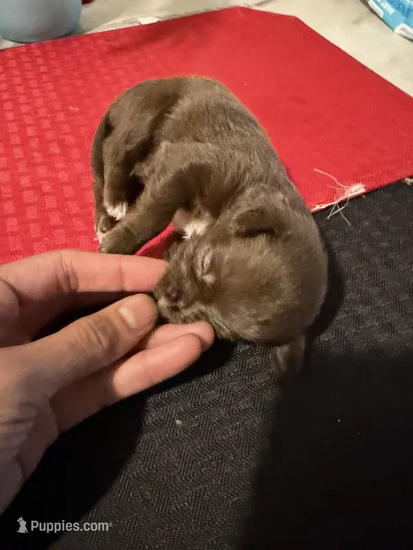 pebbles  – Chihuahua puppy for sale in East Hartford, CT