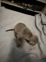 Hercules , a male American Pit Bull Terrier for sale in East Hartford, CT – 2 of 5