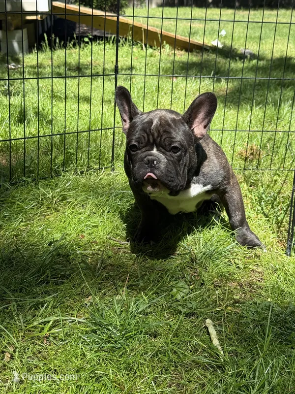 Frank – French Bulldog puppy for sale in Waldorf, MD