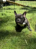 Frank, a male French Bulldog for sale in Waldorf, MD – 1 of 4