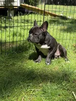 Frank, a male French Bulldog for sale in Waldorf, MD – 3 of 4