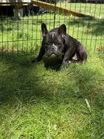 Frank, a male French Bulldog for sale in Waldorf, MD – 2 of 4