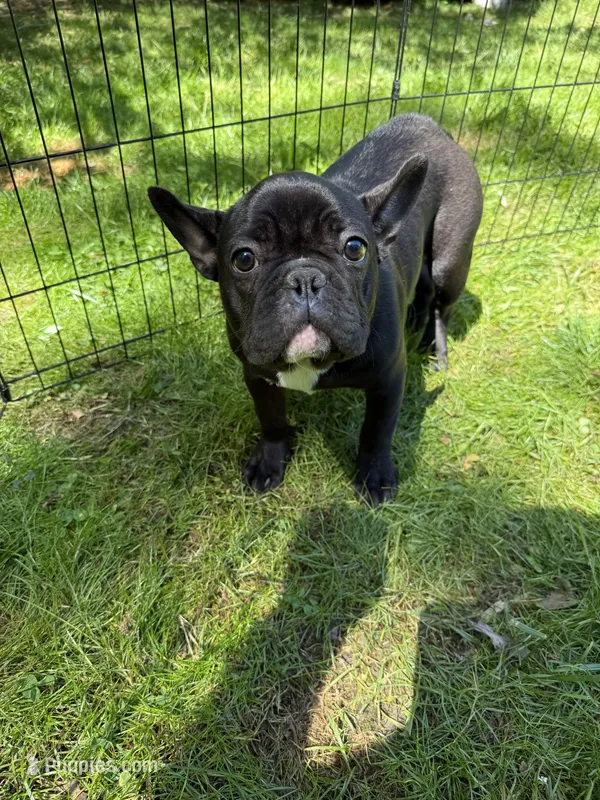 Jack – French Bulldog puppy for sale in Waldorf, MD