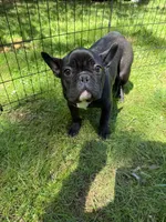 Jack, a male French Bulldog for sale in Waldorf, MD – 1 of 4
