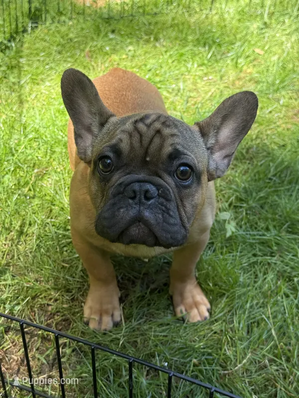 Bo – French Bulldog puppy for sale in Waldorf, MD