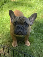 Bo, a male French Bulldog for sale in Waldorf, MD – 1 of 3