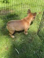 Bo, a male French Bulldog for sale in Waldorf, MD – 2 of 3